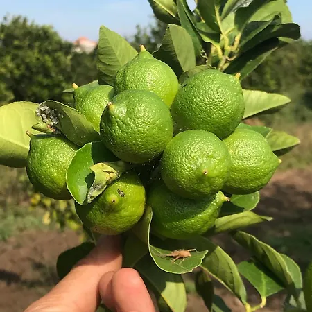 Palazzo Giovanni 4* Acireale